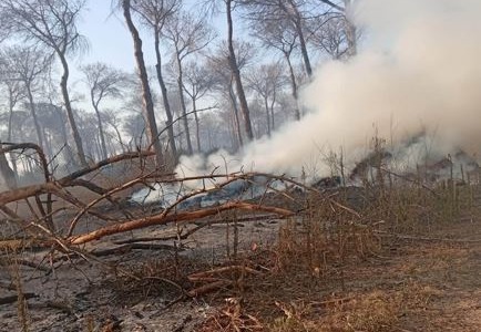 Devastante incendio nella Pineta della Campana, bruciati 60 ettari