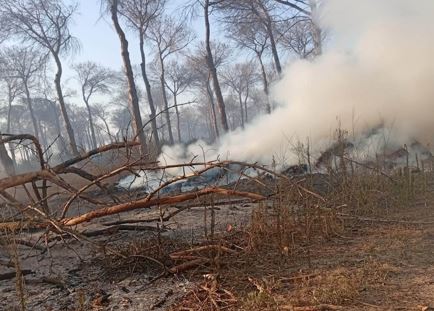Devastante incendio nella Pineta della Campana, bruciati 60 ettari