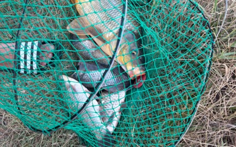 Controlli ambientali, multe per pesca abusiva
