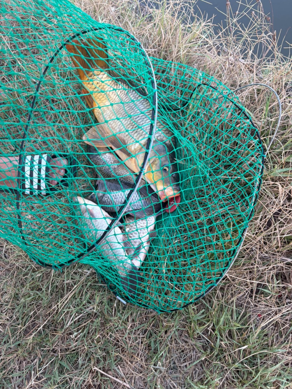 Controlli ambientali, multe per pesca abusiva