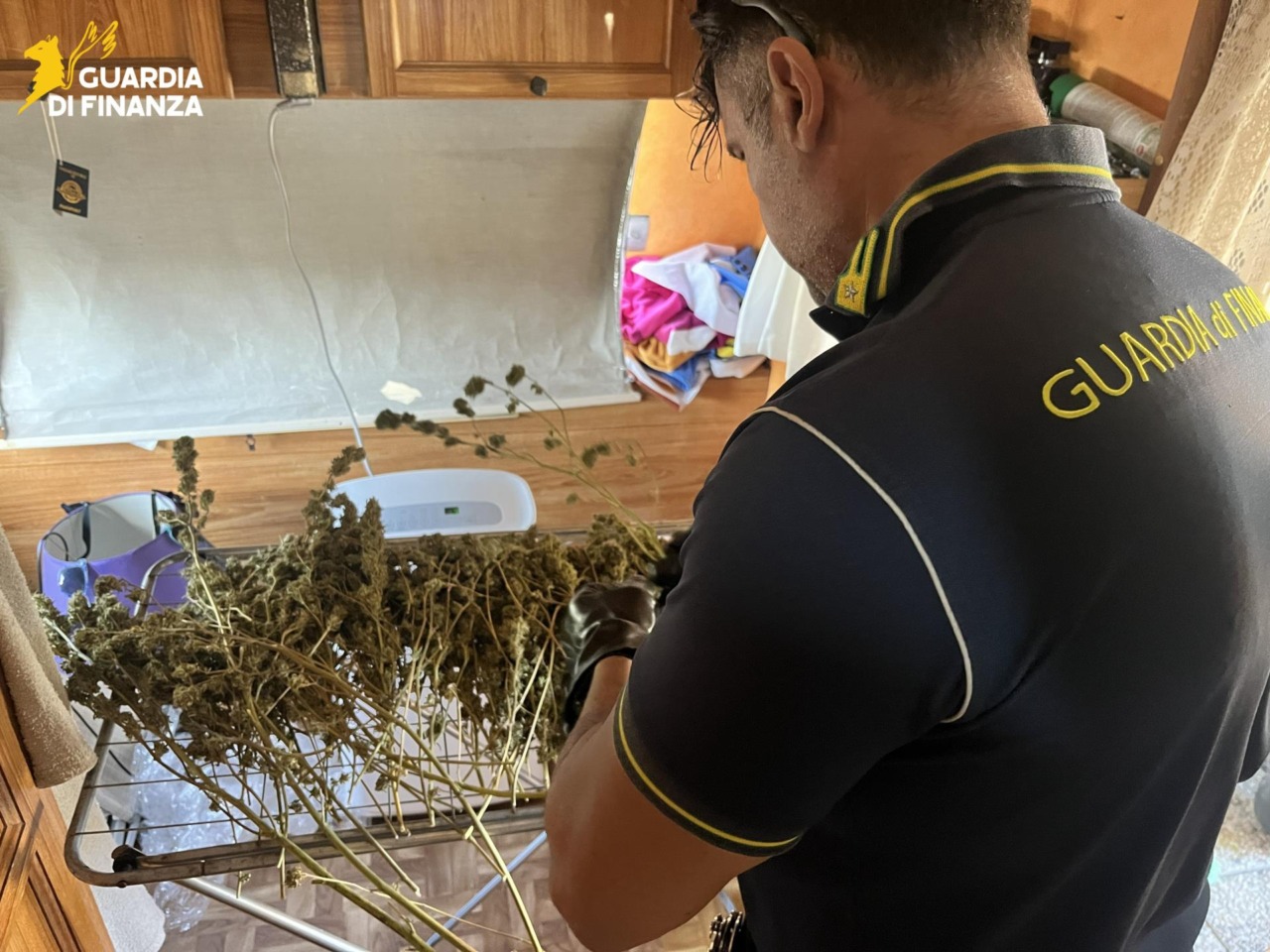 Piante di marijuana e cocaina, arrestato
