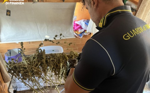 Piante di marijuana e cocaina, arrestato