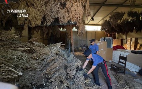 Maxi sequestro di marijuana, trovate in un capannone 806 piante. Arrestato un uomo / LE IMMAGINI