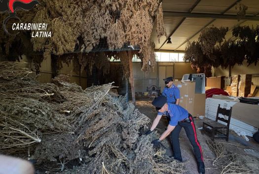 Maxi sequestro di marijuana, trovate in un capannone 806 piante. Arrestato un uomo / LE IMMAGINI