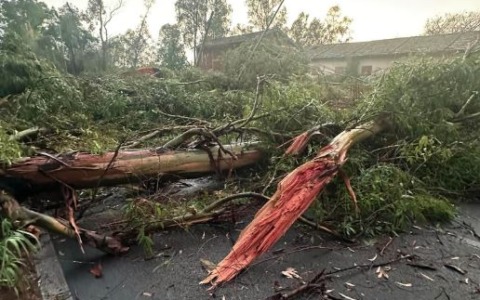 Maltempo, danni ad Aprilia per il violento temporale. Allagamenti e alberi caduti anche a Latina / FOTO