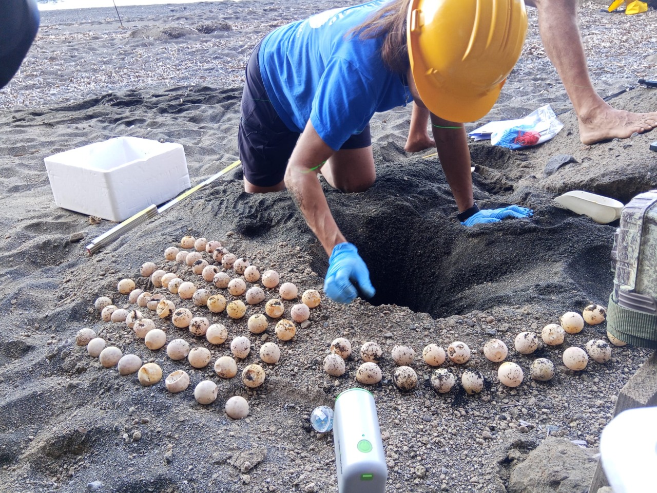 Tartarughe marine, il bilancio di un’estate straordinaria