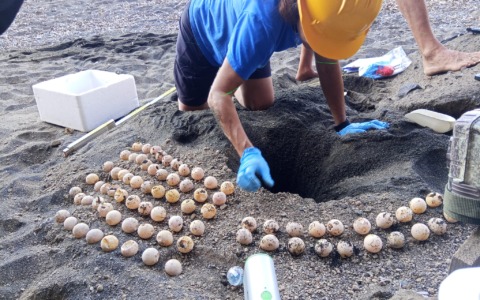 Tartarughe marine, il bilancio di un’estate straordinaria
