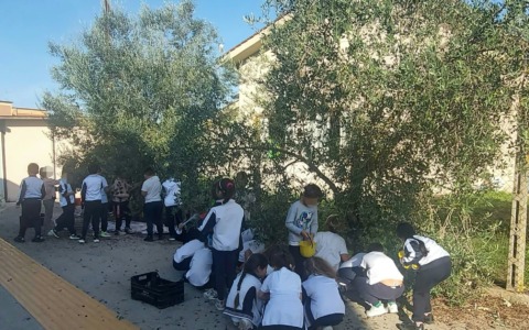 Alla Primaria di Campoverde l’olio lo fanno i bambini