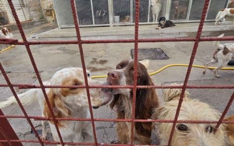 Una giornata dedicata agli amici a quattro zampe al Canile Comunale