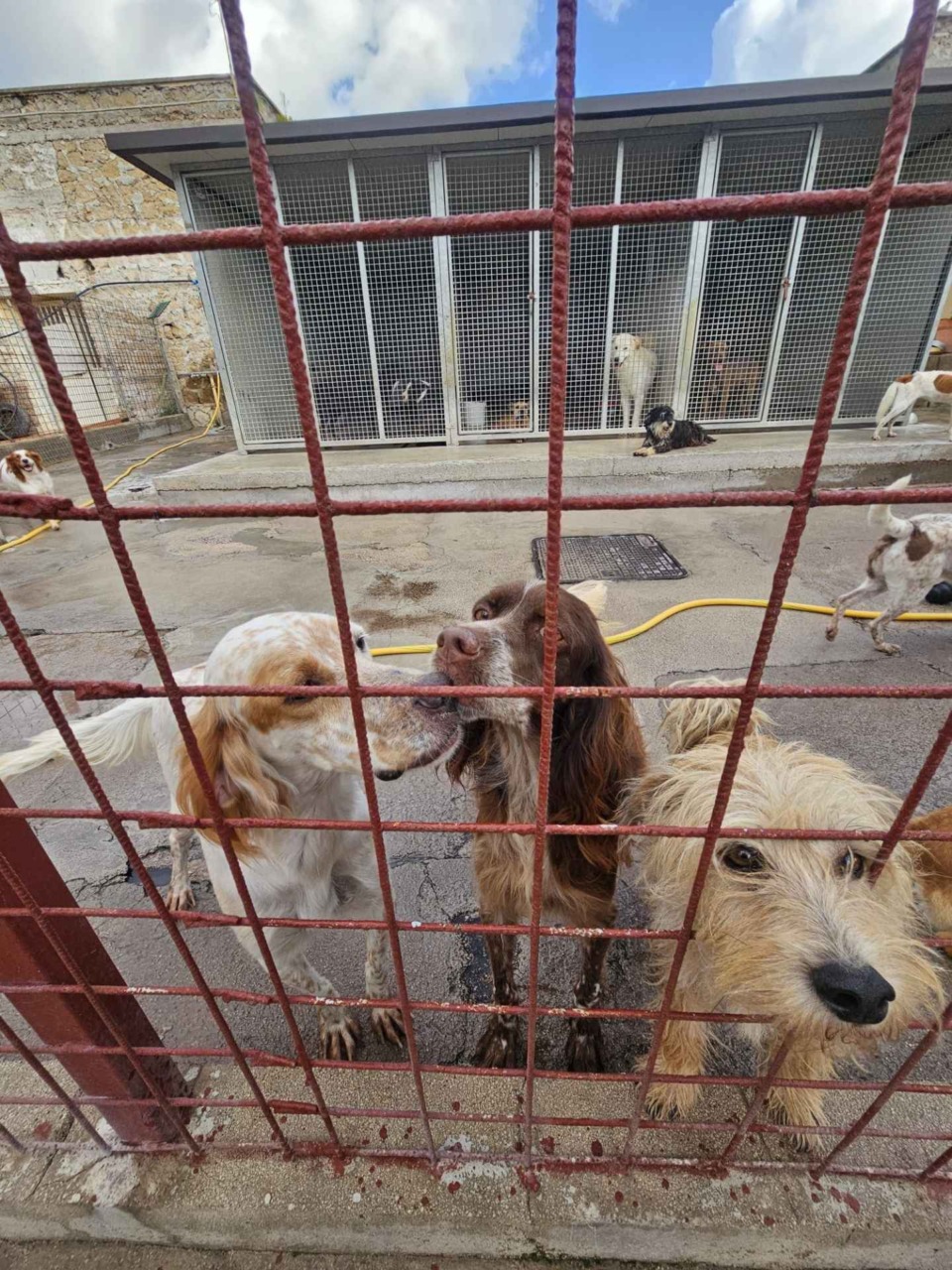 Una giornata dedicata agli amici a quattro zampe al Canile Comunale