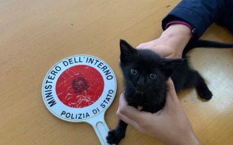 Gattina salvata da un’auto della Polizia:un agente la adotta