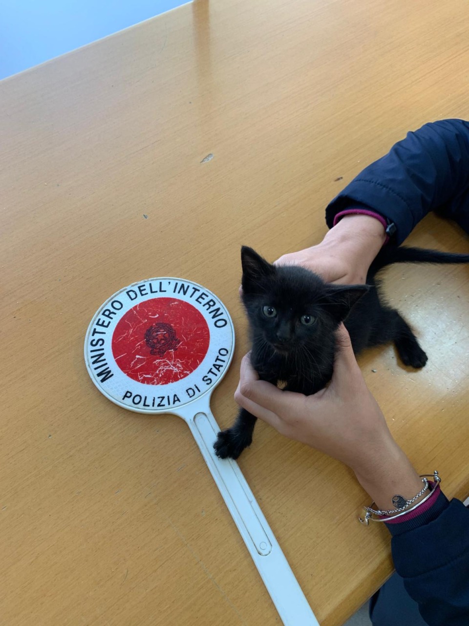 Gattina salvata da un’auto della Polizia:un agente la adotta